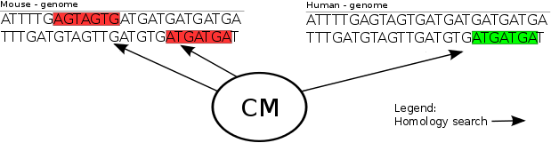 nc_RNA_search